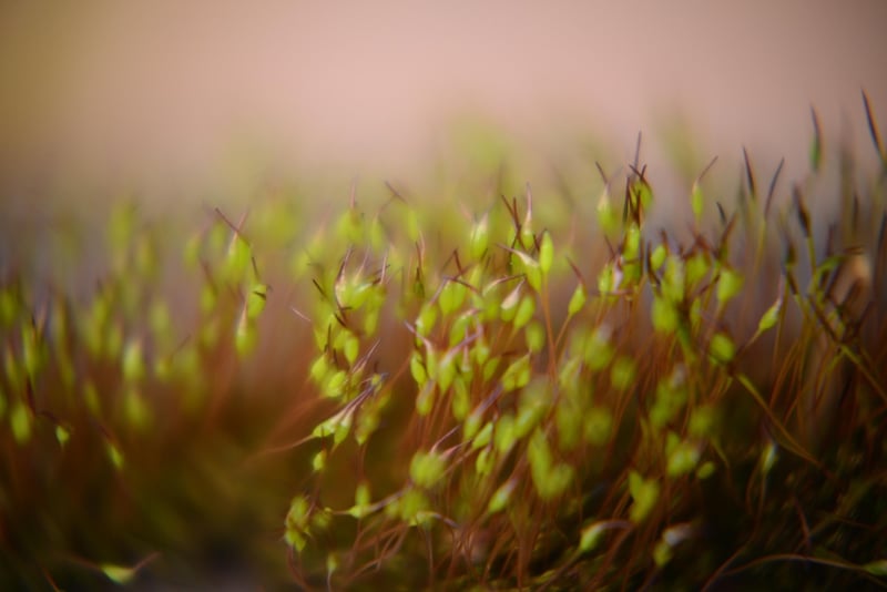Mystical flora